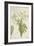 Moringa Oleifera Lam, 1800-10-null-Framed Giclee Print