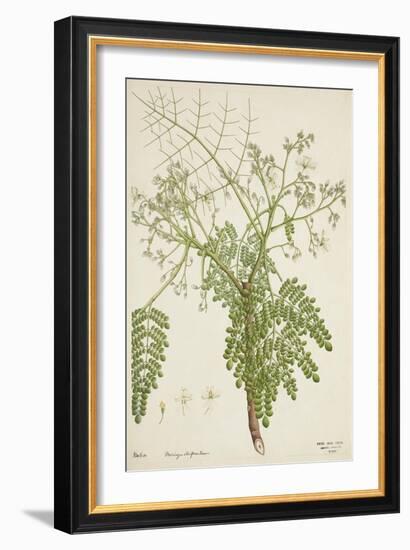 Moringa Oleifera Lam, 1800-10-null-Framed Giclee Print