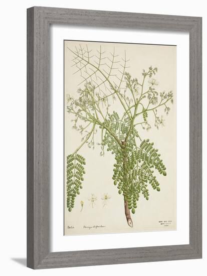 Moringa Oleifera Lam, 1800-10-null-Framed Premium Giclee Print