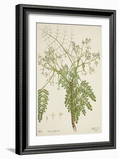 Moringa Oleifera Lam, 1800-10-null-Framed Premium Giclee Print