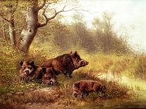 Wild Boar in the Black Forest, 1880-Moritz Muller-Giclee Print