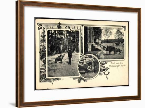 Moritzburg Sachsen, Idyll Auf Dem Wald, Wildschweine, Fuchs-null-Framed Giclee Print