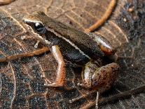 Espada's rocket frog on leaf, Tungurahua Province, Ecuador-Morley Read-Mounted Photographic Print