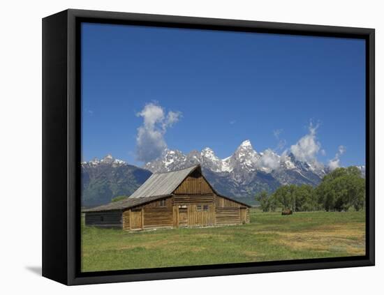 Mormon Row Barn and a Bison, Jackson Hole, Grand Teton National Park, Wyoming, USA-Neale Clarke-Framed Premier Image Canvas