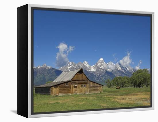 Mormon Row Barn and a Bison, Jackson Hole, Grand Teton National Park, Wyoming, USA-Neale Clarke-Framed Premier Image Canvas