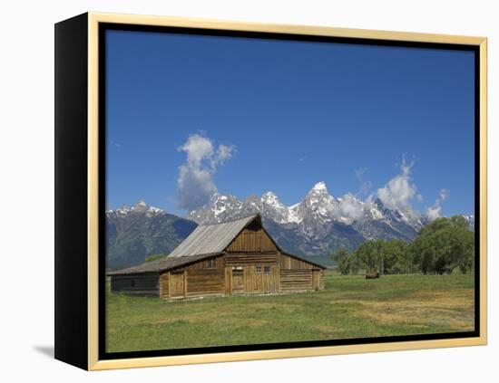 Mormon Row Barn and a Bison, Jackson Hole, Grand Teton National Park, Wyoming, USA-Neale Clarke-Framed Premier Image Canvas