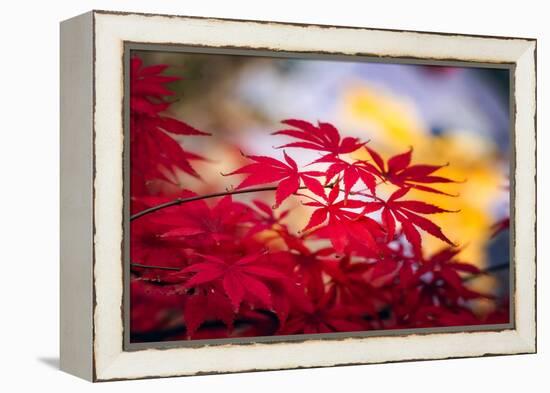 Morning Annoucements-Philippe Sainte-Laudy-Framed Premier Image Canvas