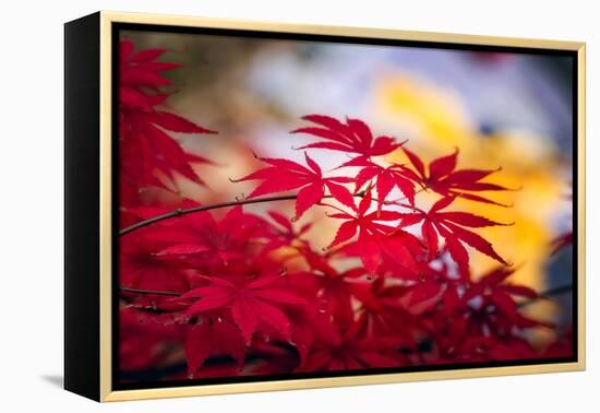 Morning Annoucements-Philippe Sainte-Laudy-Framed Premier Image Canvas