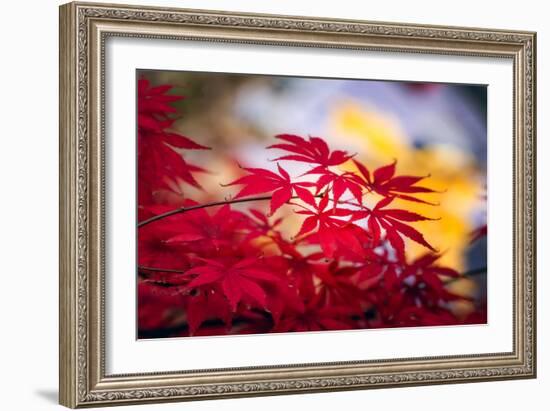 Morning Annoucements-Philippe Sainte-Laudy-Framed Photographic Print