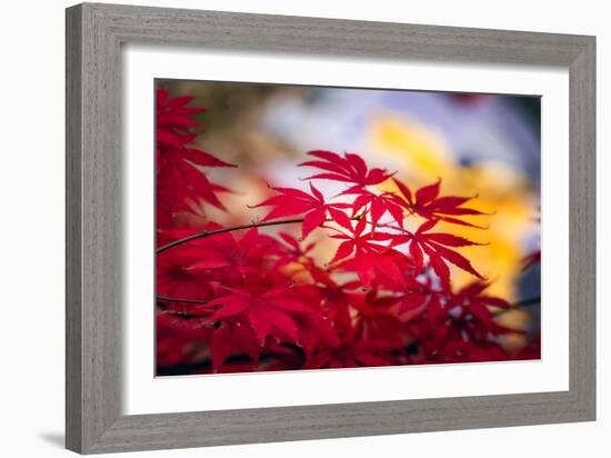 Morning Annoucements-Philippe Sainte-Laudy-Framed Photographic Print