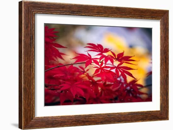 Morning Annoucements-Philippe Sainte-Laudy-Framed Photographic Print