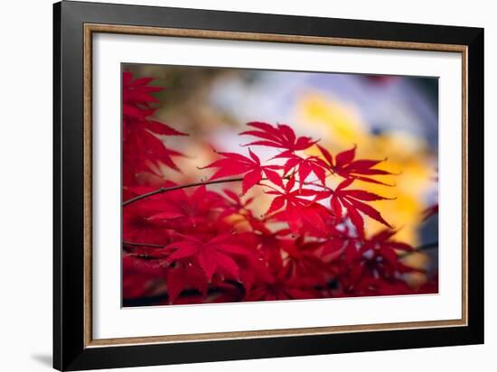 Morning Annoucements-Philippe Sainte-Laudy-Framed Photographic Print