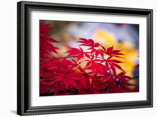 Morning Annoucements-Philippe Sainte-Laudy-Framed Photographic Print