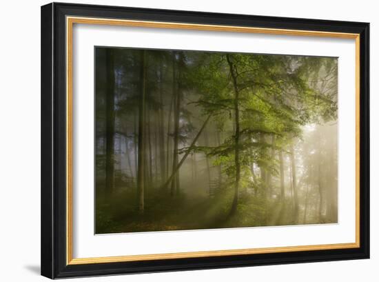 Morning Beauty-Norbert Maier-Framed Photographic Print