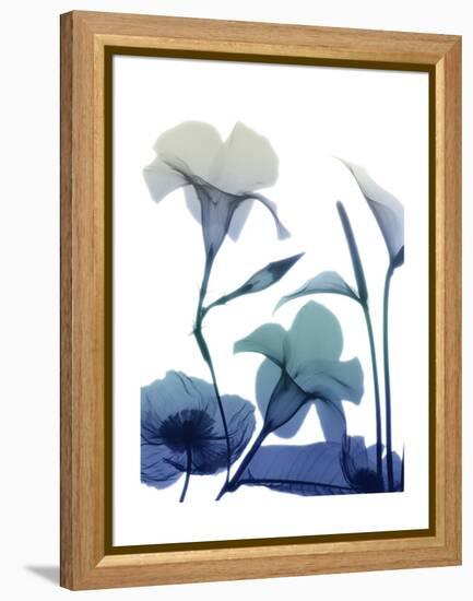 Morning Bloom 1-Albert Koetsier-Framed Stretched Canvas