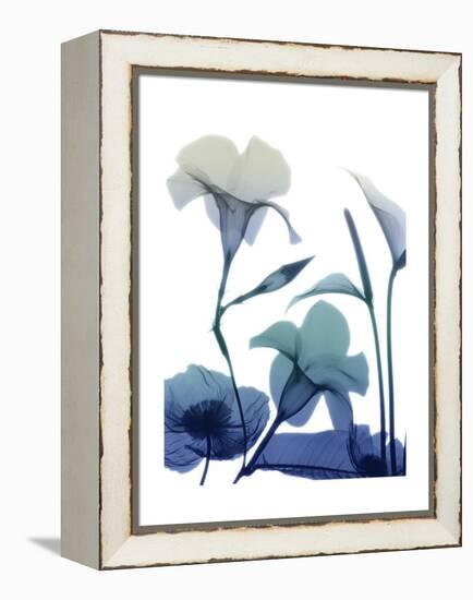 Morning Bloom 1-Albert Koetsier-Framed Stretched Canvas