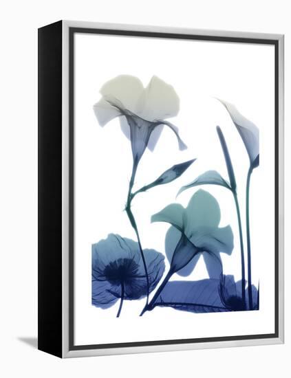 Morning Bloom 1-Albert Koetsier-Framed Stretched Canvas