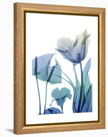 Morning Bloom 2-Albert Koetsier-Framed Stretched Canvas