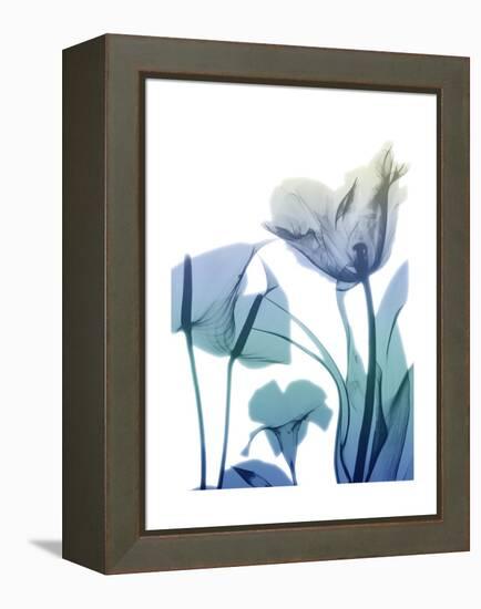 Morning Bloom 2-Albert Koetsier-Framed Stretched Canvas