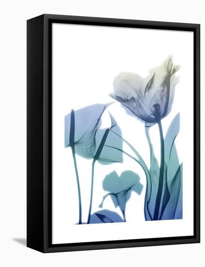 Morning Bloom 2-Albert Koetsier-Framed Stretched Canvas