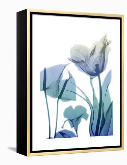 Morning Bloom 2-Albert Koetsier-Framed Stretched Canvas