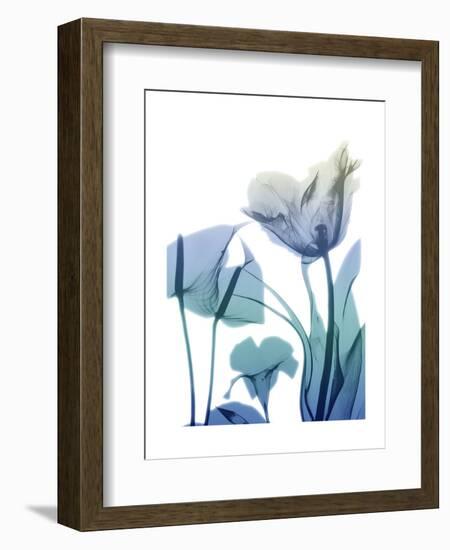 Morning Bloom 2-Albert Koetsier-Framed Art Print