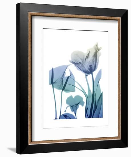 Morning Bloom 2-Albert Koetsier-Framed Art Print