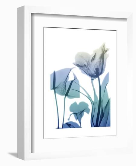 Morning Bloom 2-Albert Koetsier-Framed Art Print