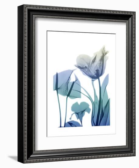 Morning Bloom 2-Albert Koetsier-Framed Art Print