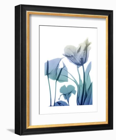 Morning Bloom 2-Albert Koetsier-Framed Art Print