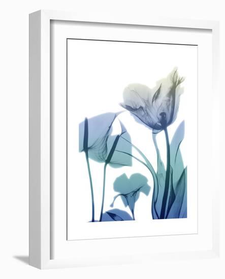 Morning Bloom 2-Albert Koetsier-Framed Premium Giclee Print