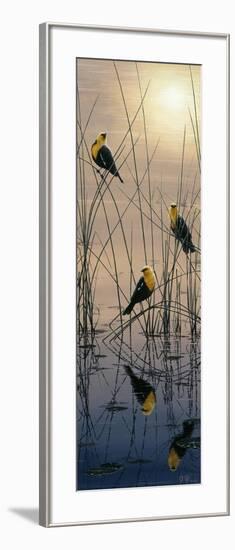 Morning Call - Yellow Headed Blackbirds-Jeff Tift-Framed Giclee Print