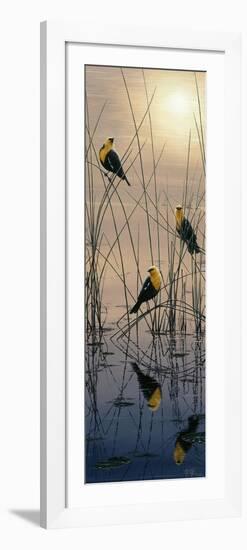 Morning Call - Yellow Headed Blackbirds-Jeff Tift-Framed Giclee Print