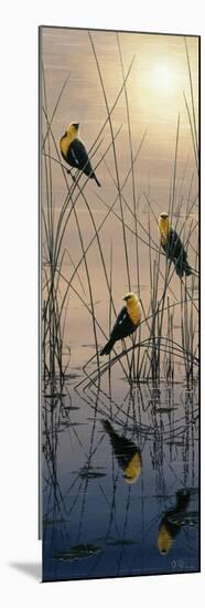 Morning Call - Yellow Headed Blackbirds-Jeff Tift-Mounted Giclee Print