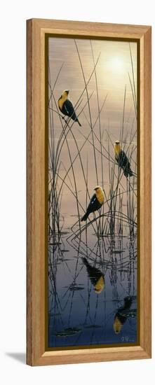 Morning Call - Yellow Headed Blackbirds-Jeff Tift-Framed Premier Image Canvas