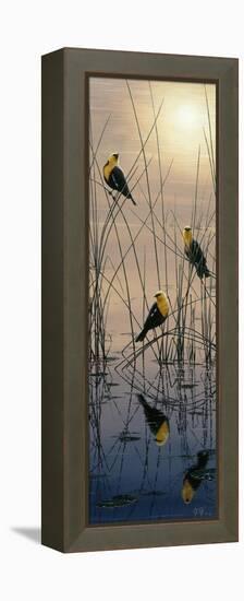 Morning Call - Yellow Headed Blackbirds-Jeff Tift-Framed Premier Image Canvas