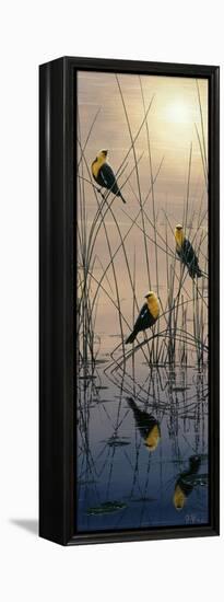 Morning Call - Yellow Headed Blackbirds-Jeff Tift-Framed Premier Image Canvas