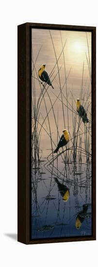 Morning Call - Yellow Headed Blackbirds-Jeff Tift-Framed Premier Image Canvas