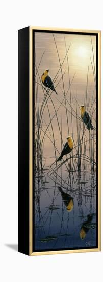 Morning Call - Yellow Headed Blackbirds-Jeff Tift-Framed Premier Image Canvas