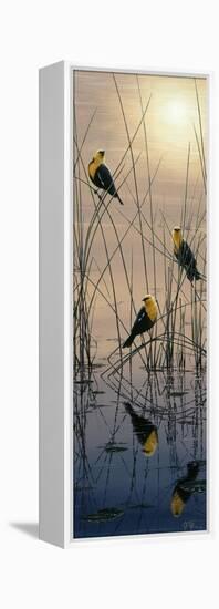 Morning Call - Yellow Headed Blackbirds-Jeff Tift-Framed Premier Image Canvas