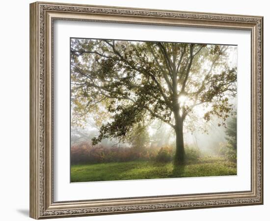 Morning Calm-Lee Frost-Framed Giclee Print