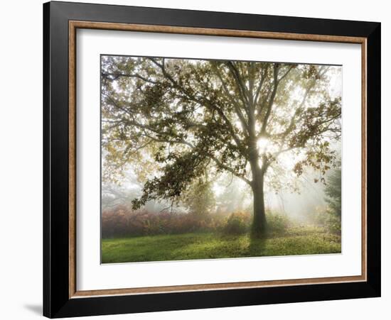 Morning Calm-Lee Frost-Framed Giclee Print