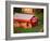 Morning Chores on the Farm, Vershire, Vermont, USA-Charles Sleicher-Framed Photographic Print