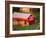 Morning Chores on the Farm, Vershire, Vermont, USA-Charles Sleicher-Framed Photographic Print