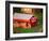 Morning Chores on the Farm, Vershire, Vermont, USA-Charles Sleicher-Framed Photographic Print