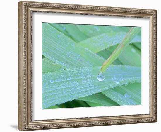 Morning Dew Blades of Grass Covered with Drops-null-Framed Photographic Print