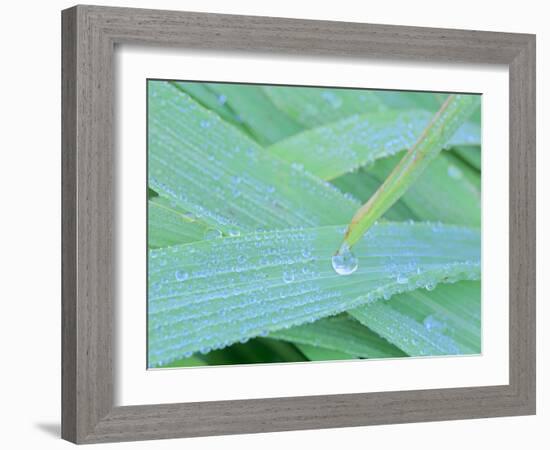 Morning Dew Blades of Grass Covered with Drops-null-Framed Photographic Print