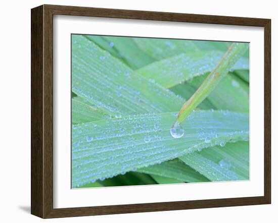 Morning Dew Blades of Grass Covered with Drops-null-Framed Photographic Print