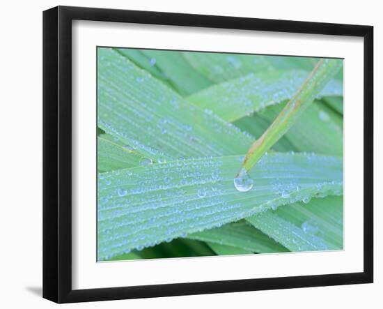 Morning Dew Blades of Grass Covered with Drops-null-Framed Photographic Print