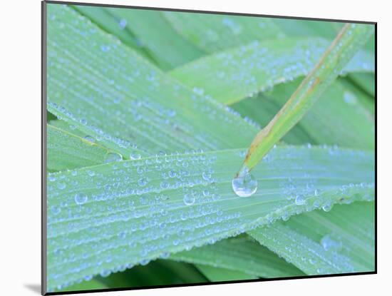 Morning Dew Blades of Grass Covered with Drops-null-Mounted Photographic Print